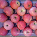 Good Quality of Fresh Qinguan Apple